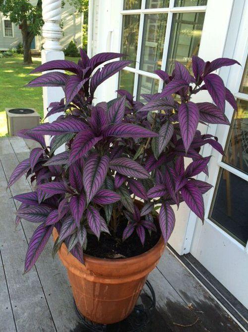 Strobilanthes Dyerianus - View 12 from www redcrocus com
