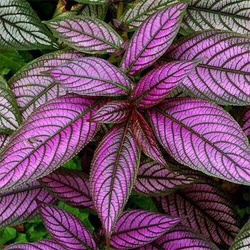Strobilanthes Dyerianus - View 13 from www redcrocus com