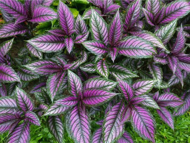 Strobilanthes Dyerianus - View 14 from www redcrocus com
