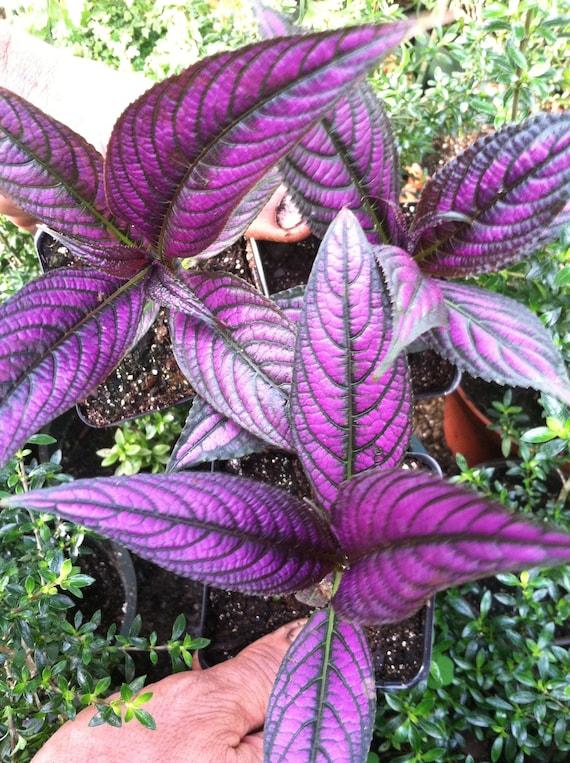 Strobilanthes Dyerianus - View 18 from www redcrocus com