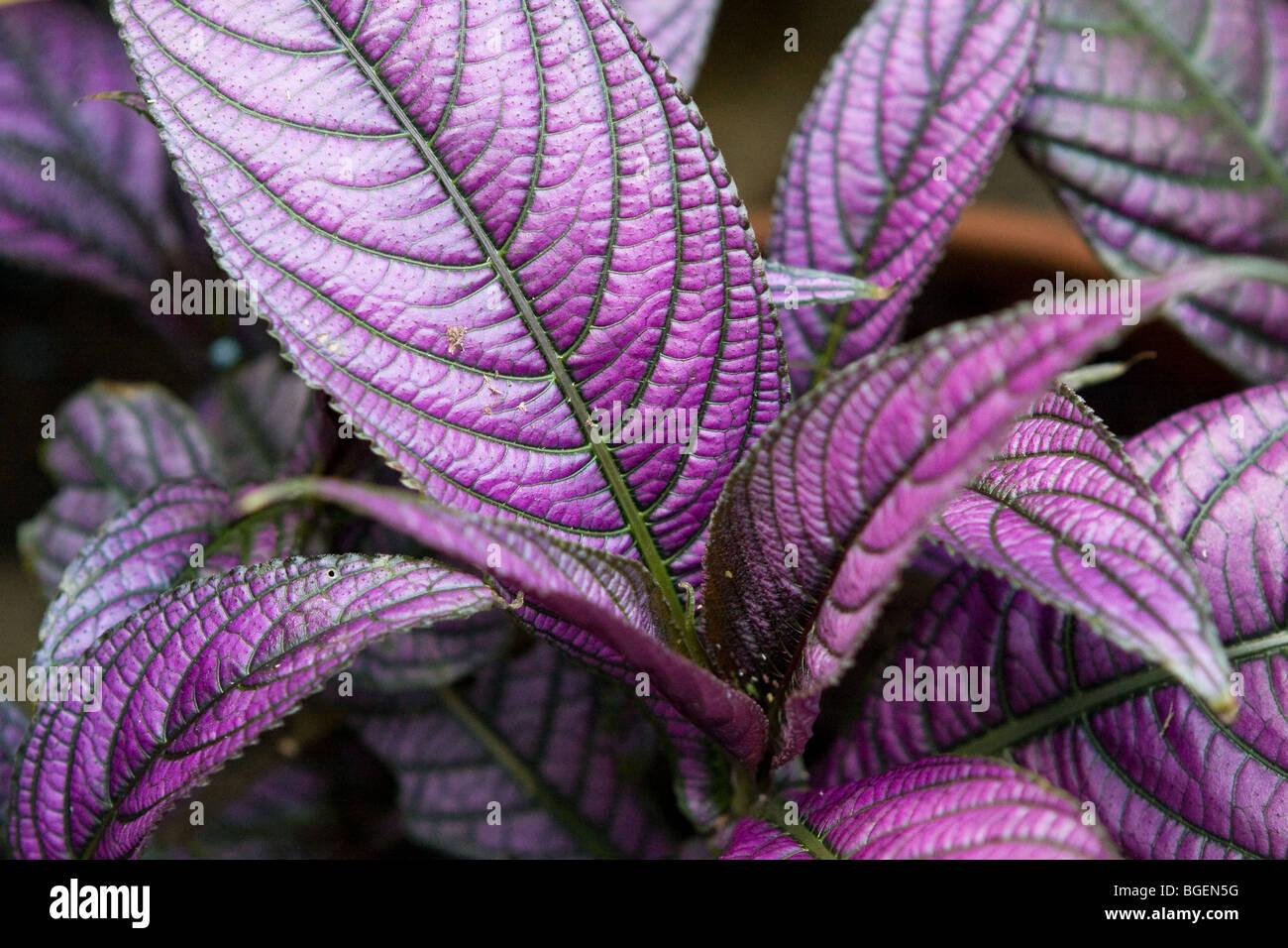 Strobilanthes Dyerianus - View 20 from www redcrocus com