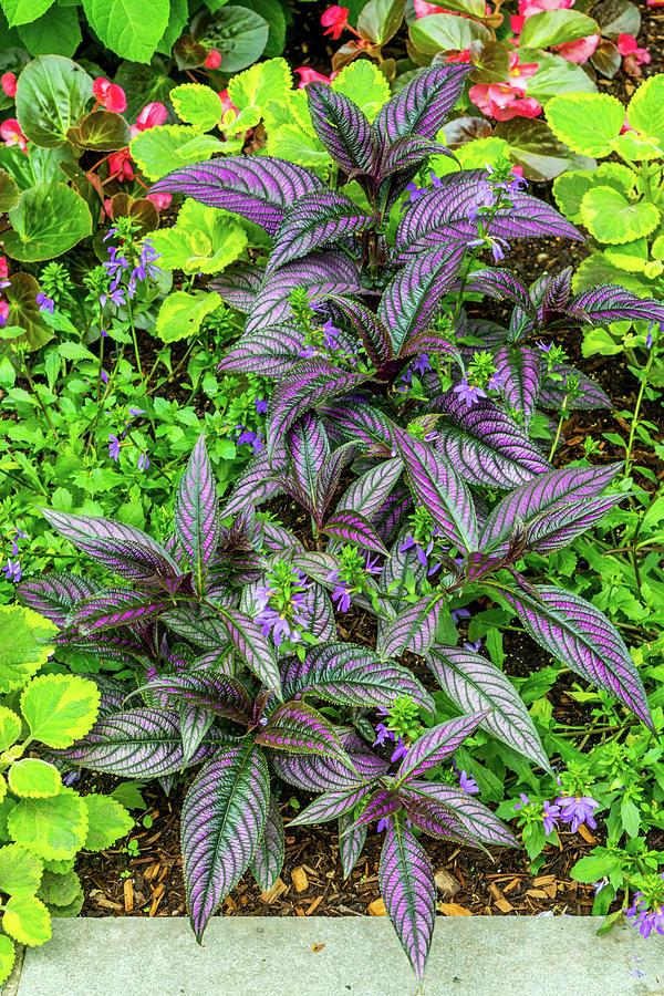 Strobilanthes Dyerianus - View 8 from www redcrocus com
