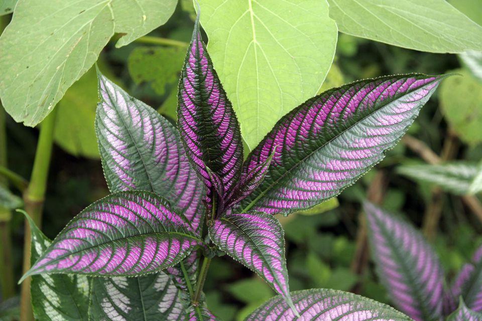 Strobilanthes Dyerianus - View 9 from www redcrocus com