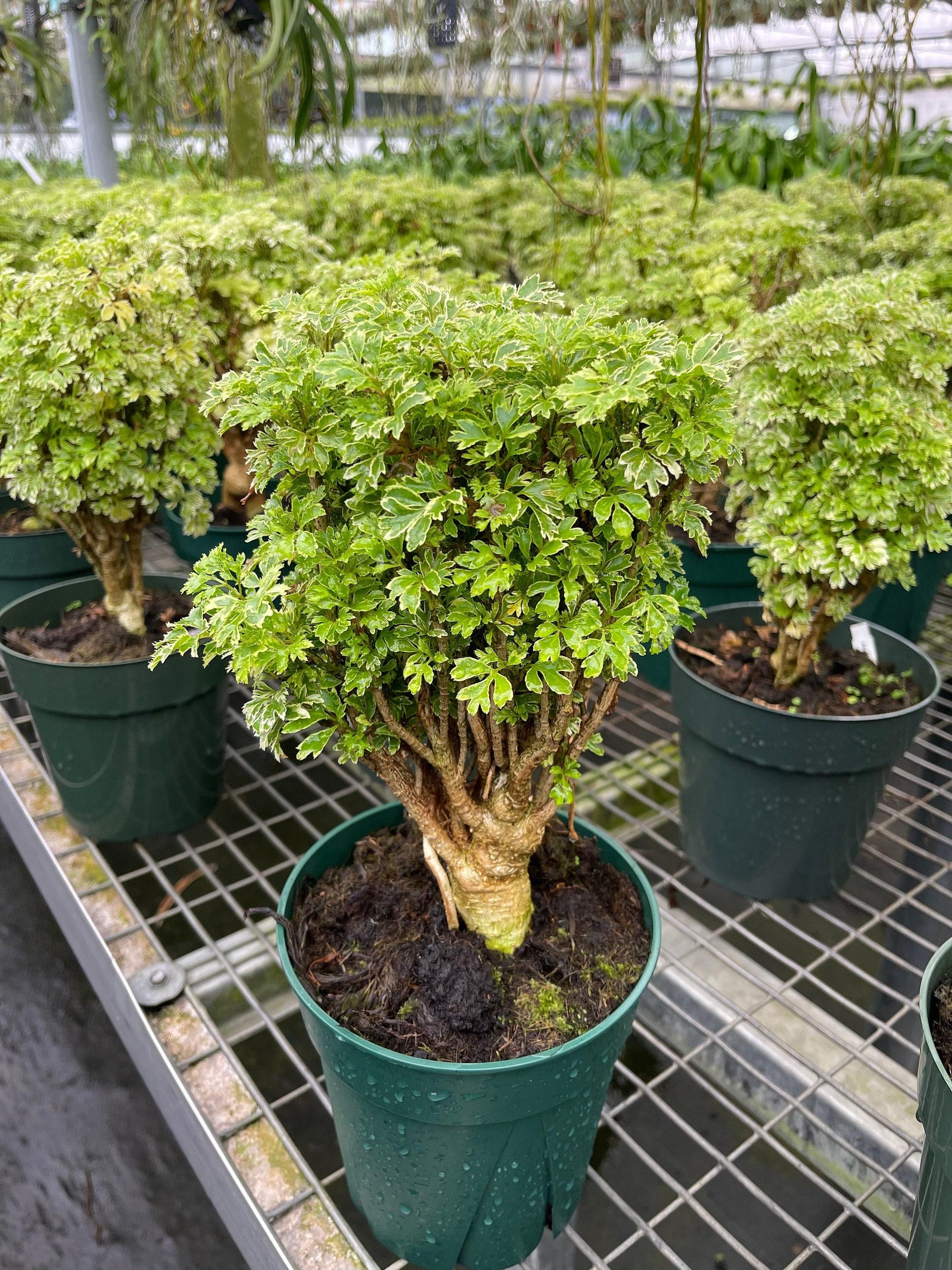 Aralia Polyscias Assorted - View 10 from www redcrocus com