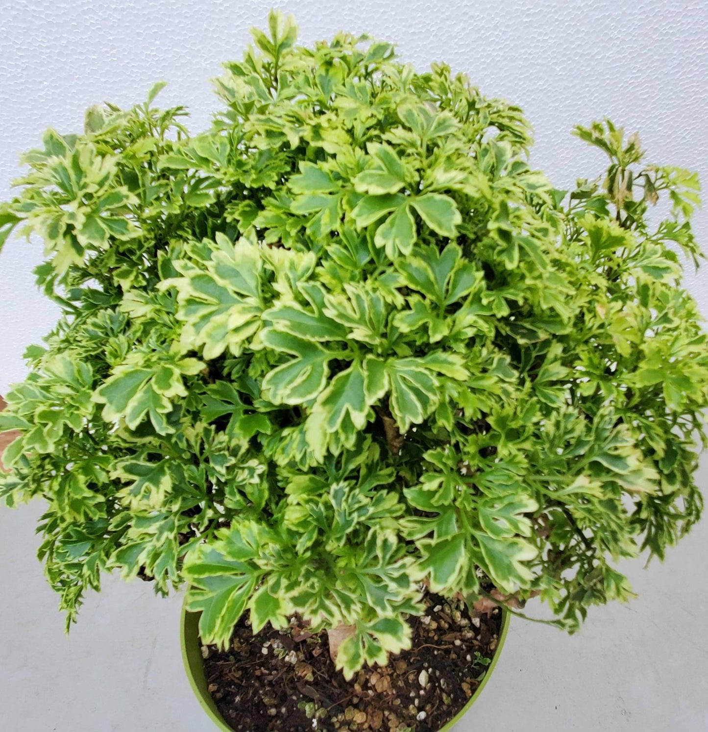 Aralia Polyscias Assorted - View 12 from www redcrocus com