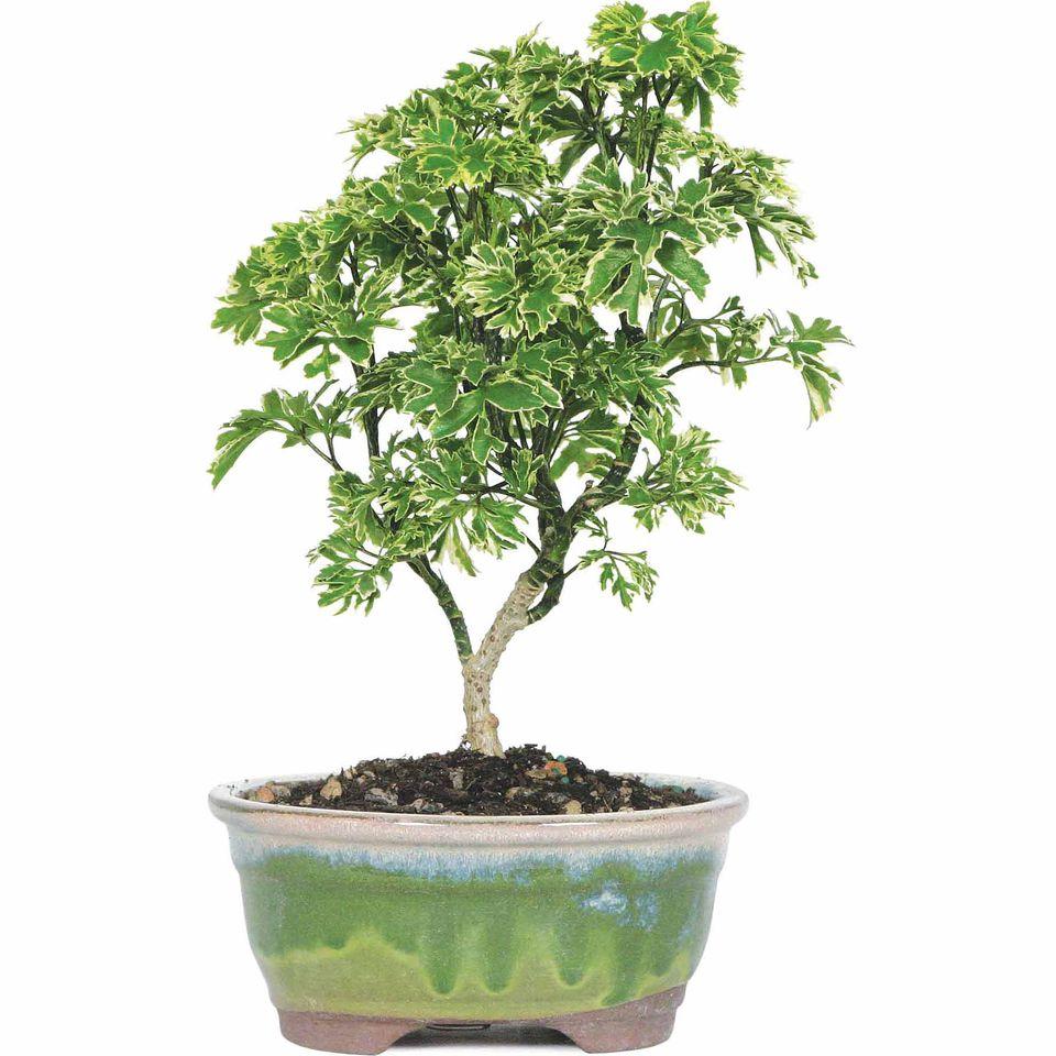 Aralia Polyscias Assorted - View 13 from www redcrocus com