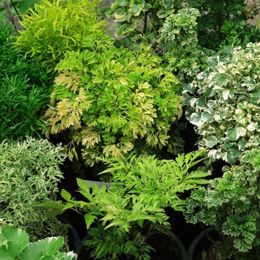 Aralia Polyscias Assorted - View 1 from www redcrocus com