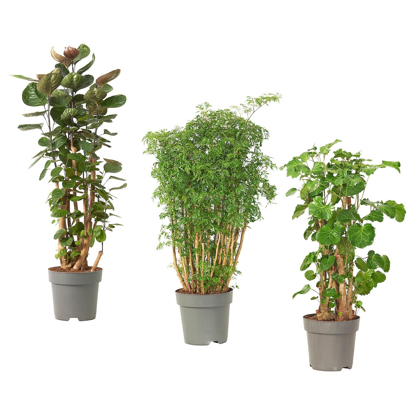 Aralia Polyscias Assorted - View 2 from www redcrocus com