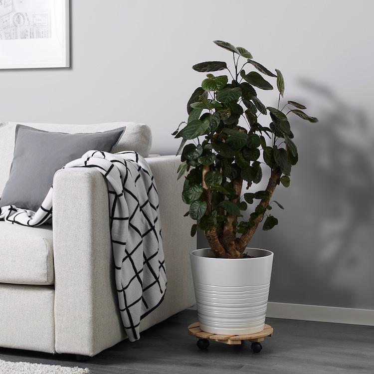 Aralia Polyscias Assorted - View 4 from www redcrocus com