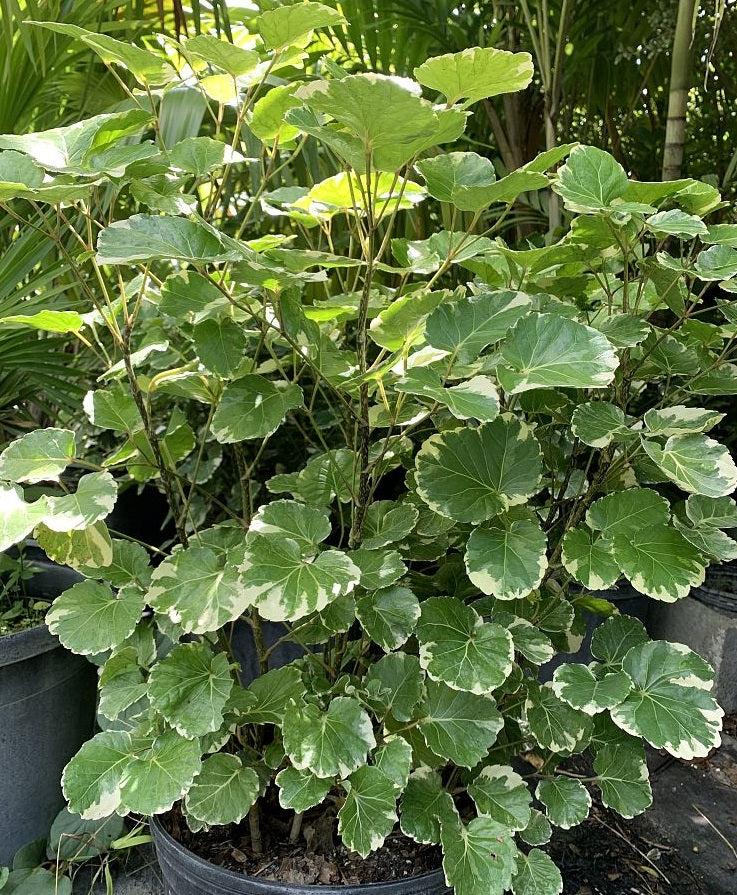 Aralia Polyscias Assorted - View 7 from www redcrocus com
