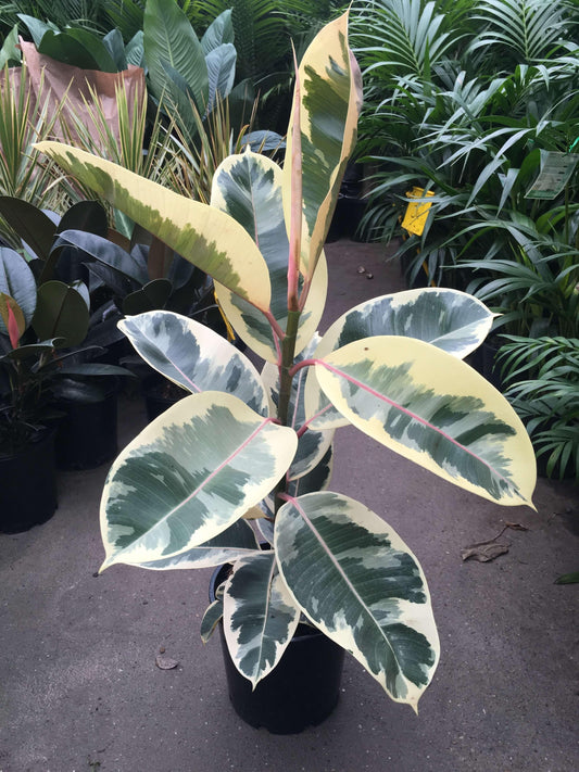 Ficus Elastica Tineke - View 10 from www redcrocus com