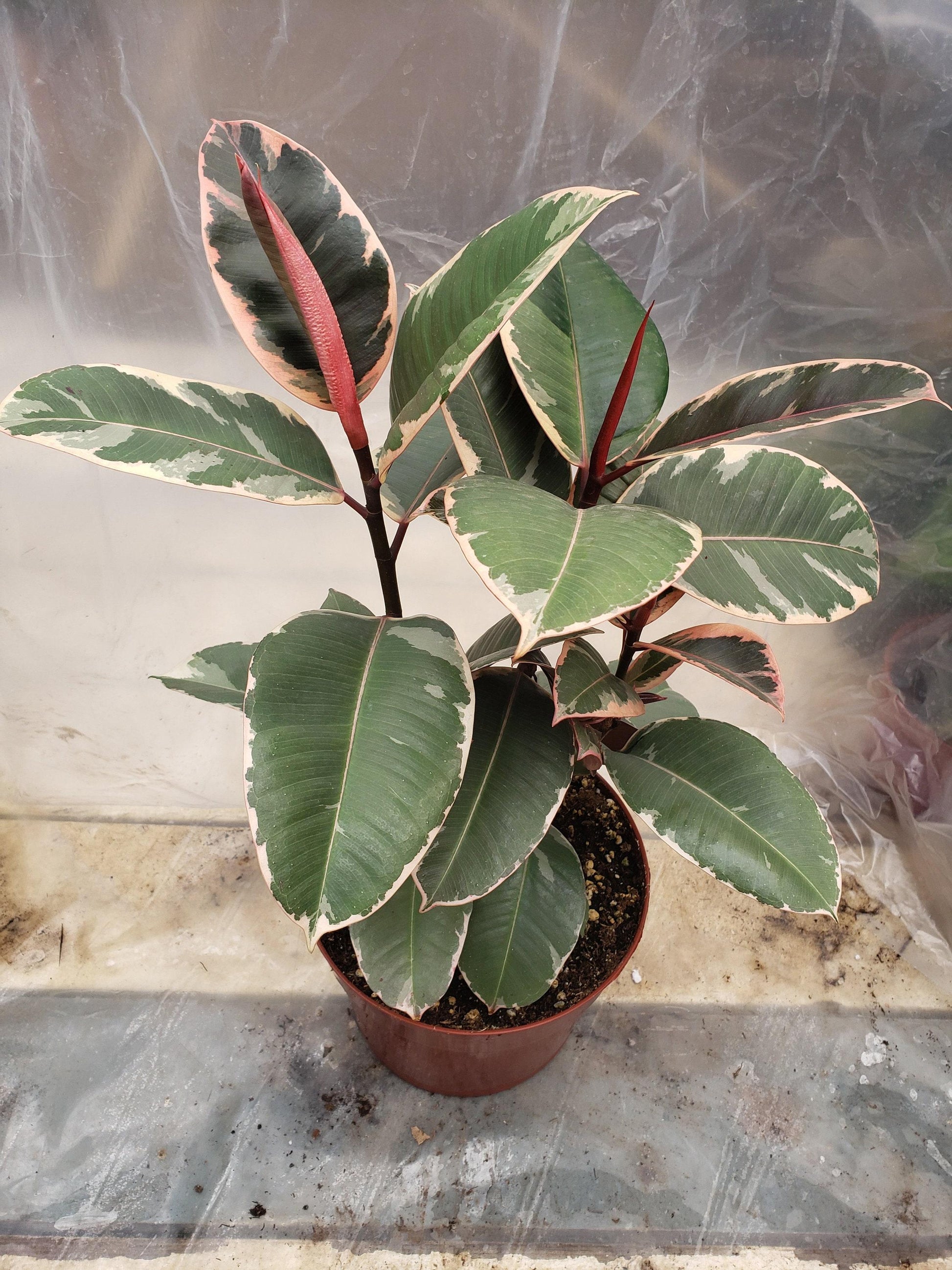 Ficus Elastica Tineke - View 12 from www redcrocus com