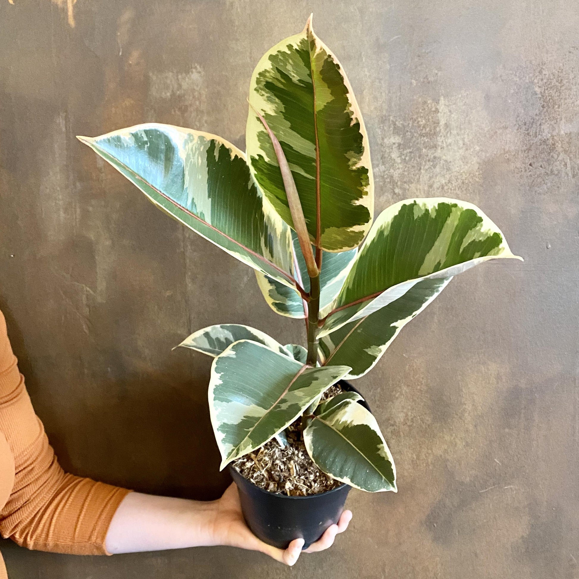 Ficus Elastica Tineke - View 13 from www redcrocus com