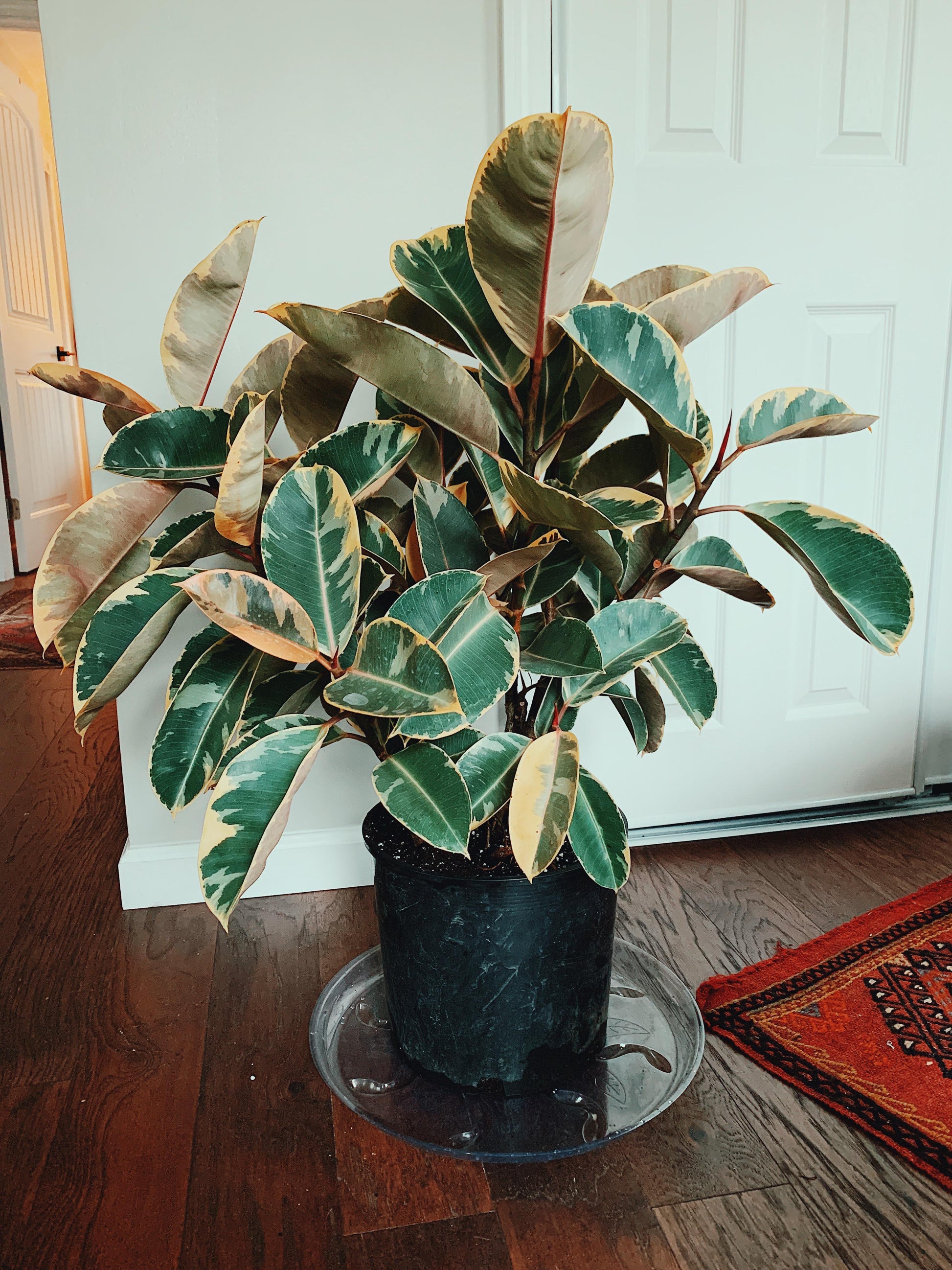 Ficus Elastica Tineke - View 14 from www redcrocus com