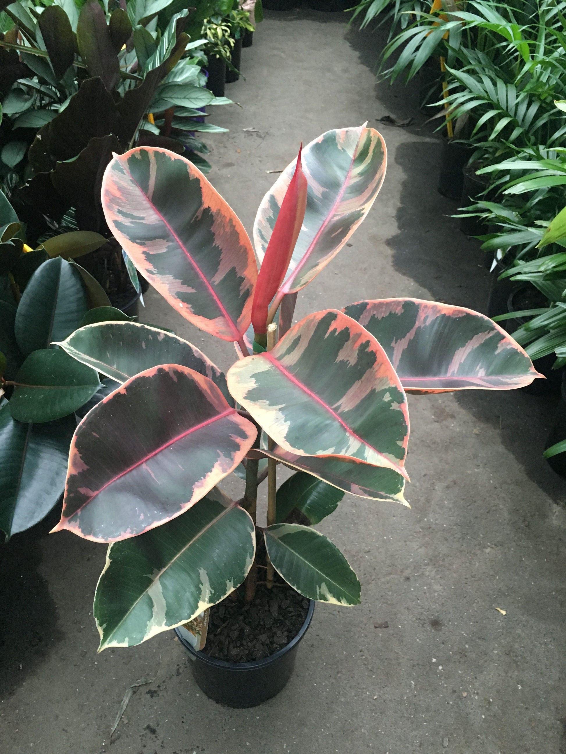 Ficus Elastica Tineke - View 15 from www redcrocus com