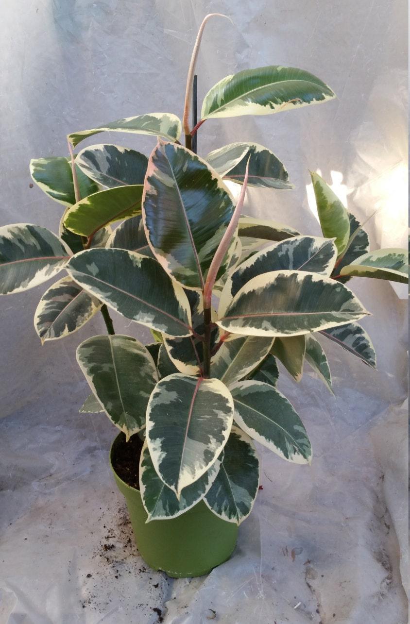 Ficus Elastica Tineke - View 16 from www redcrocus com