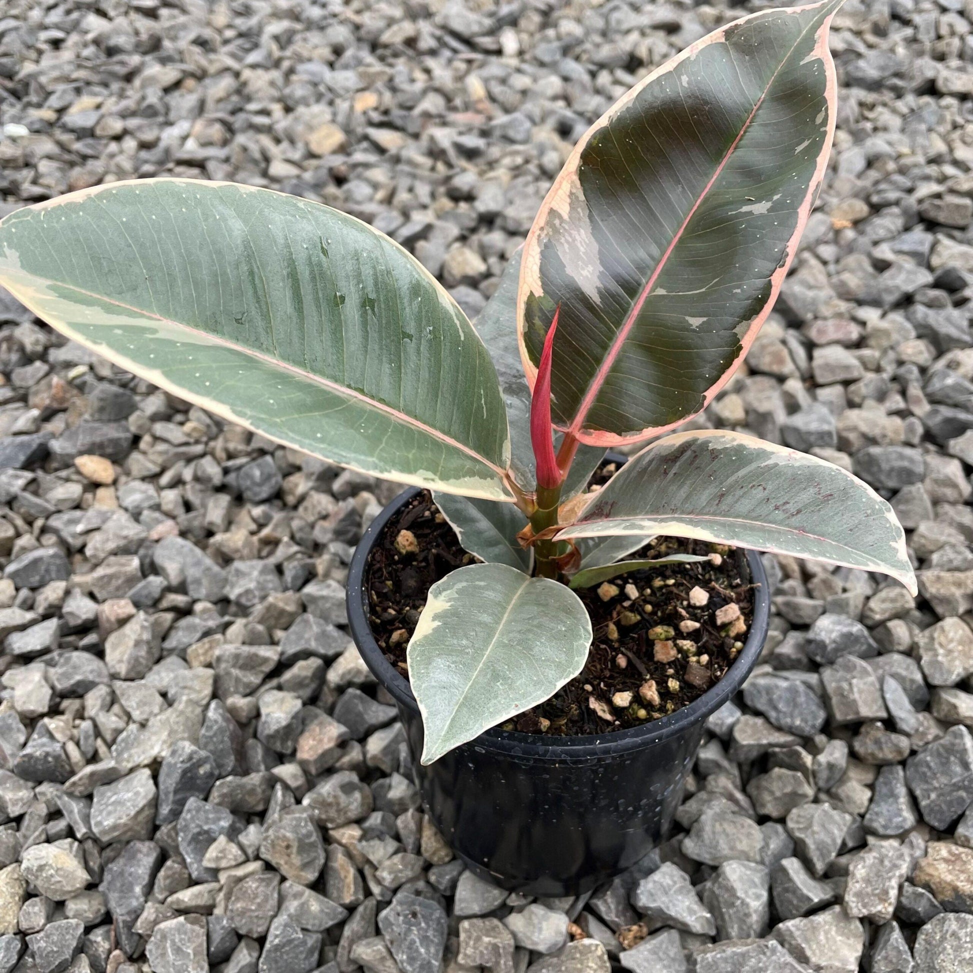 Ficus Elastica Tineke - View 17 from www redcrocus com