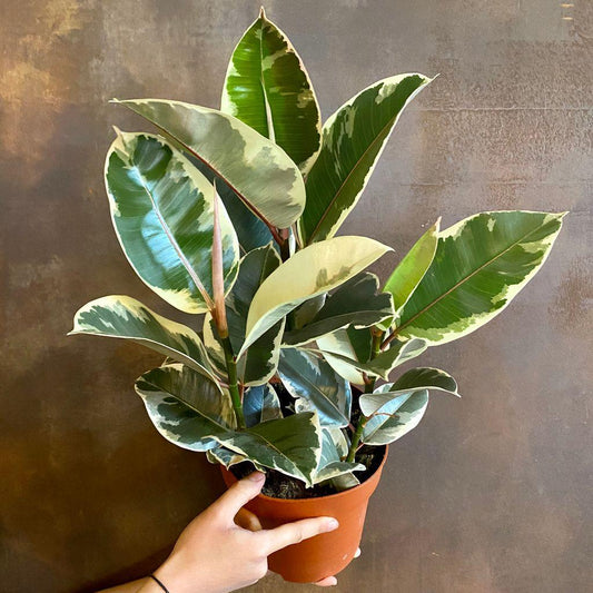 Ficus Elastica Tineke - View 1 from www redcrocus com