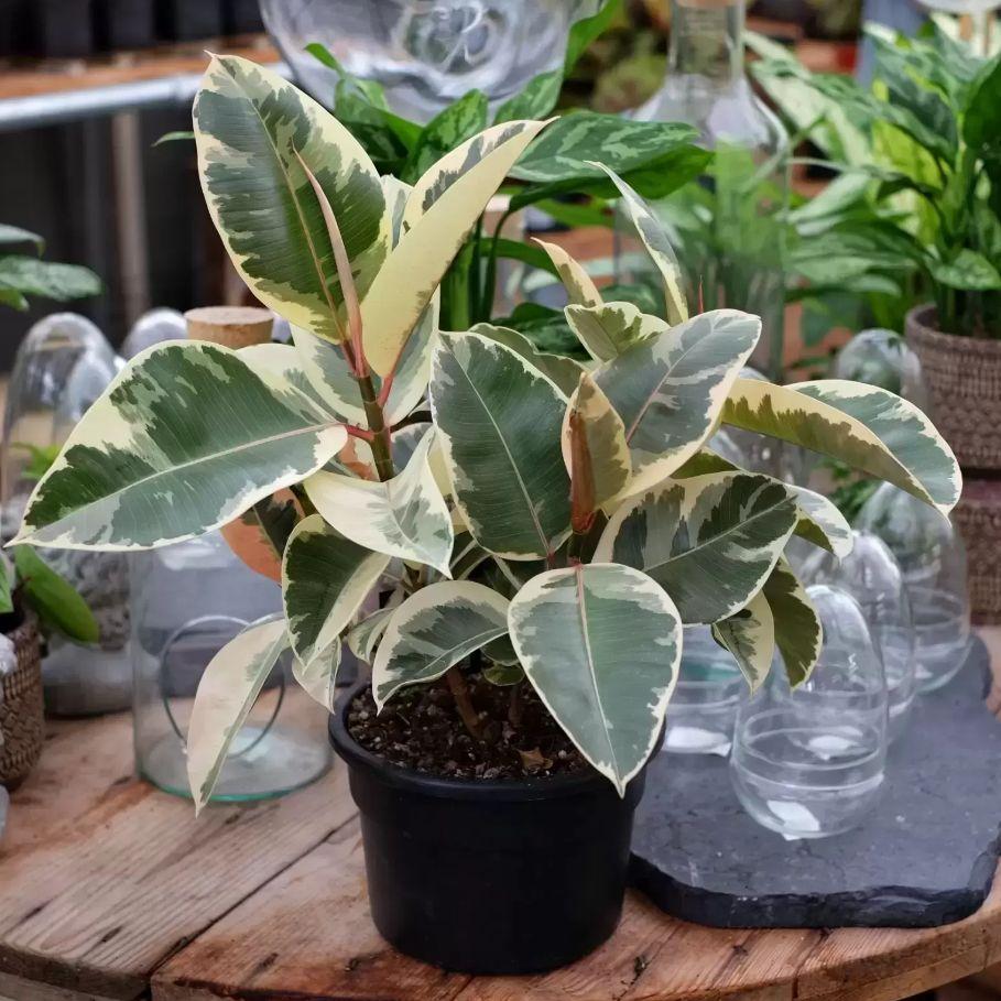 Ficus Elastica Tineke - View 2 from www redcrocus com