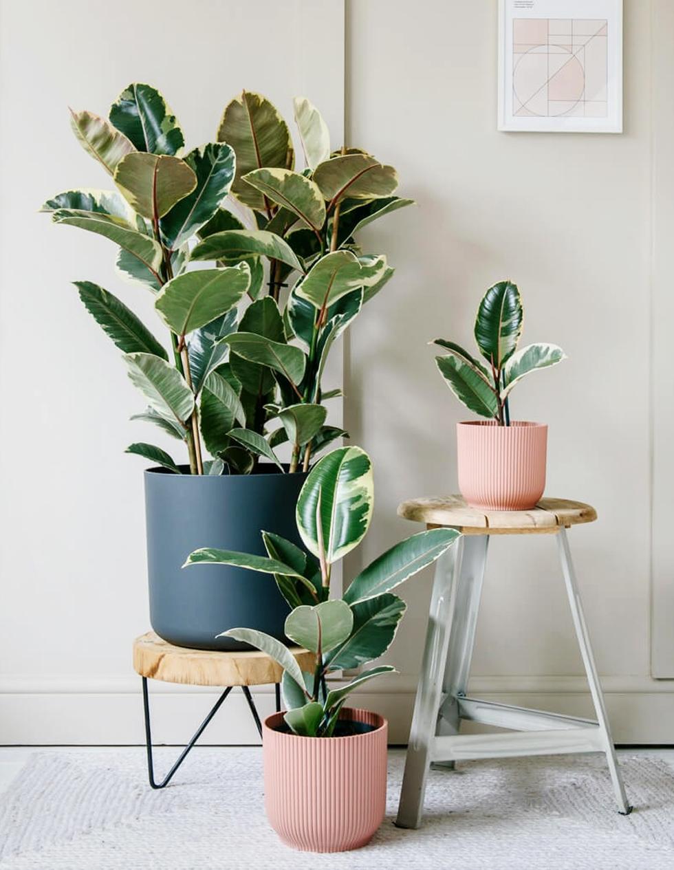 Ficus Elastica Tineke - View 3 from www redcrocus com