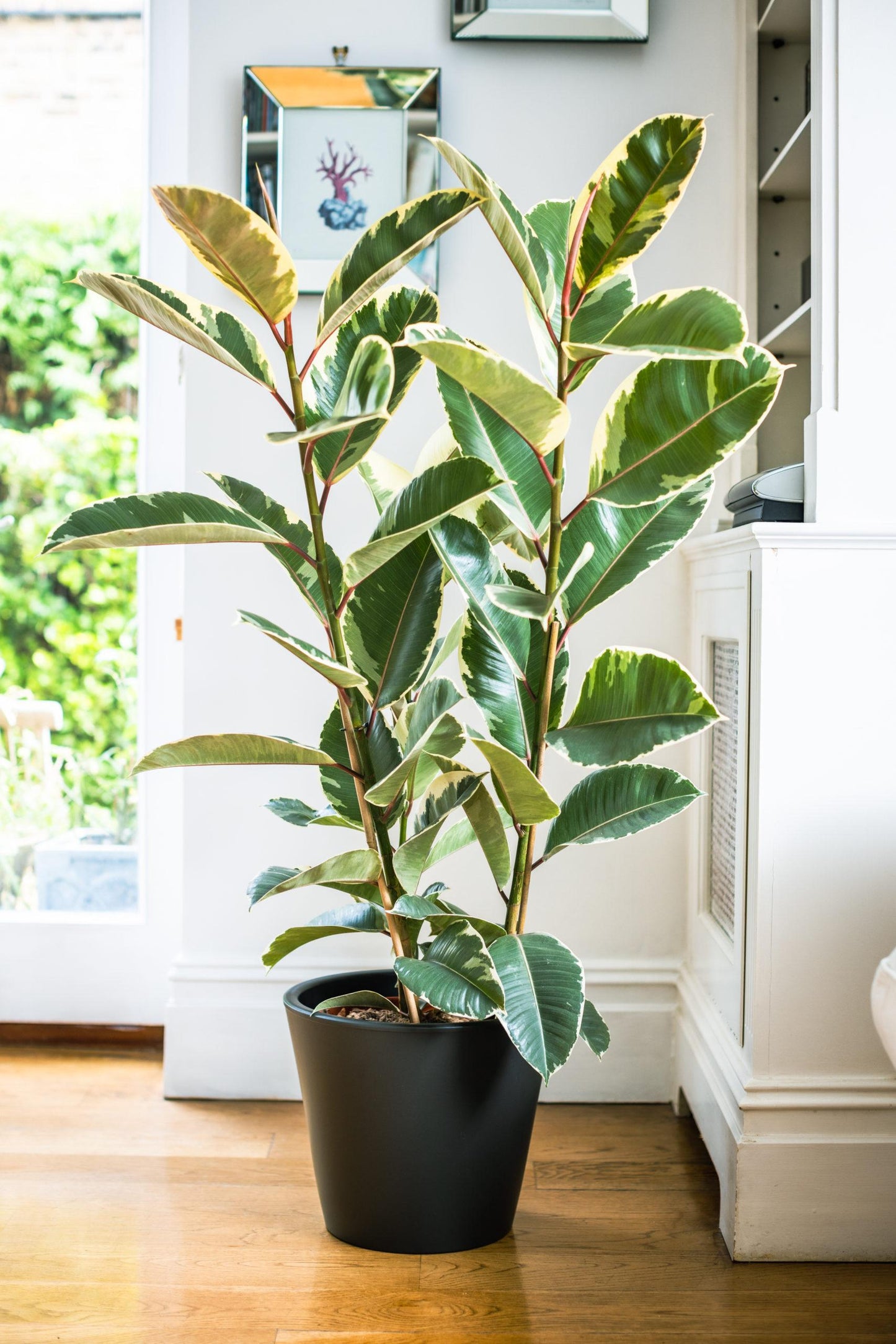 Ficus Elastica Tineke - View 4 from www redcrocus com