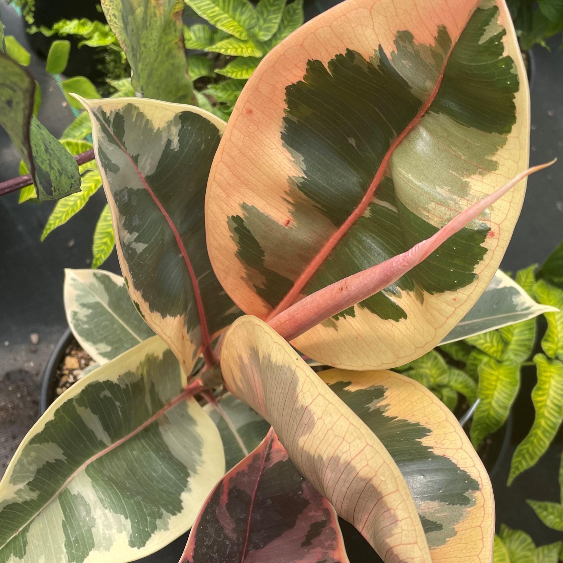 Ficus Elastica Tineke - View 5 from www redcrocus com