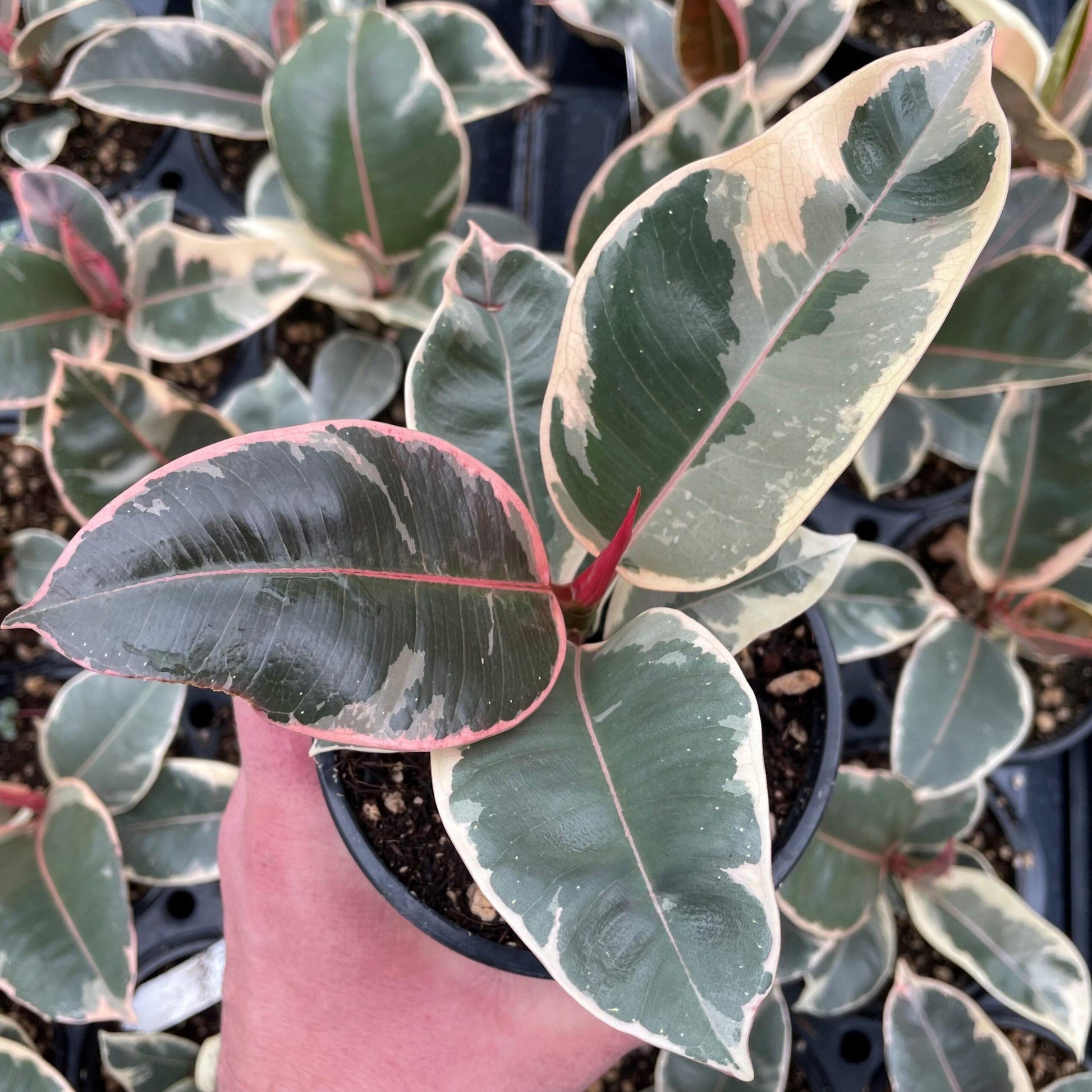 Ficus Elastica Tineke - View 6 from www redcrocus com
