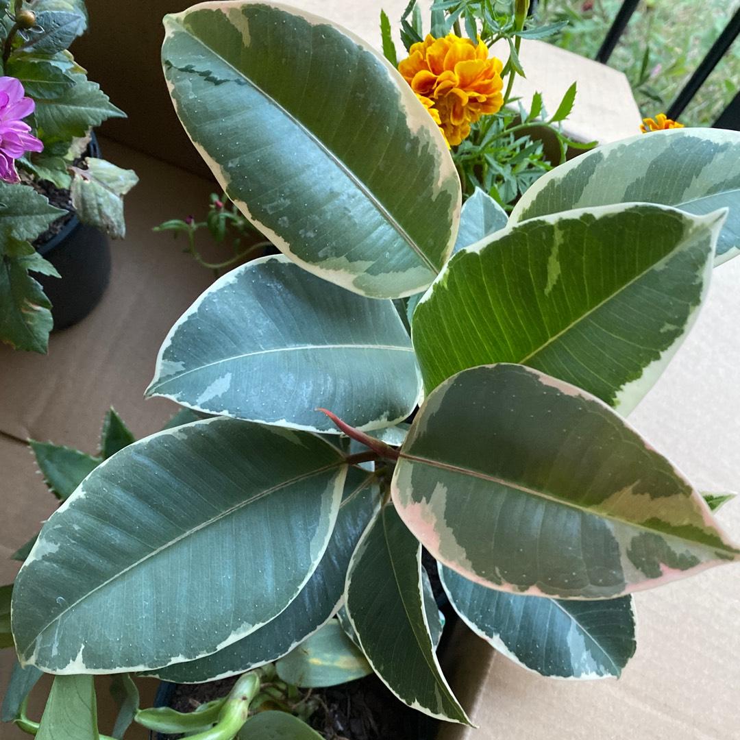 Ficus Elastica Tineke - View 7 from www redcrocus com