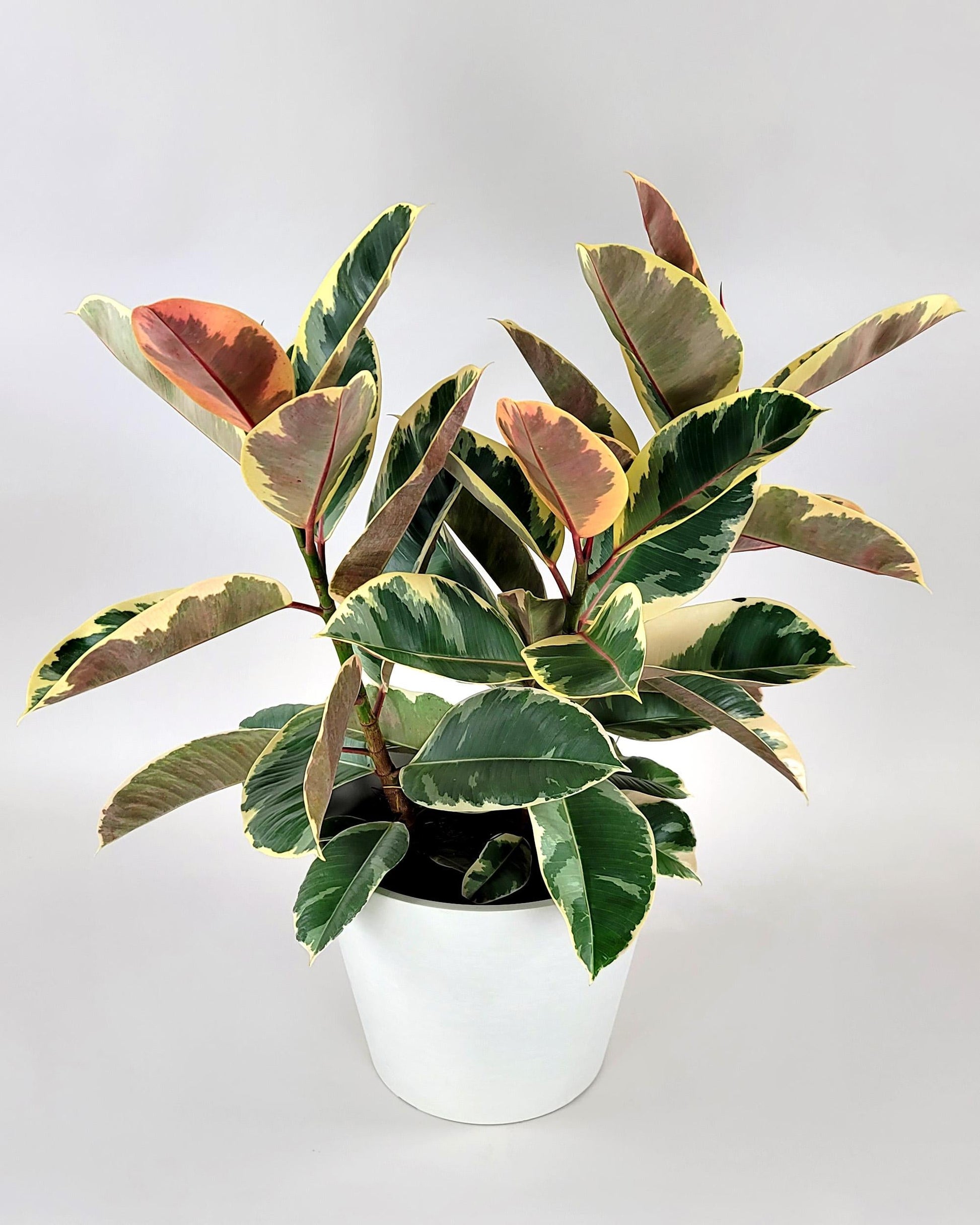 Ficus Elastica Tineke - View 8 from www redcrocus com