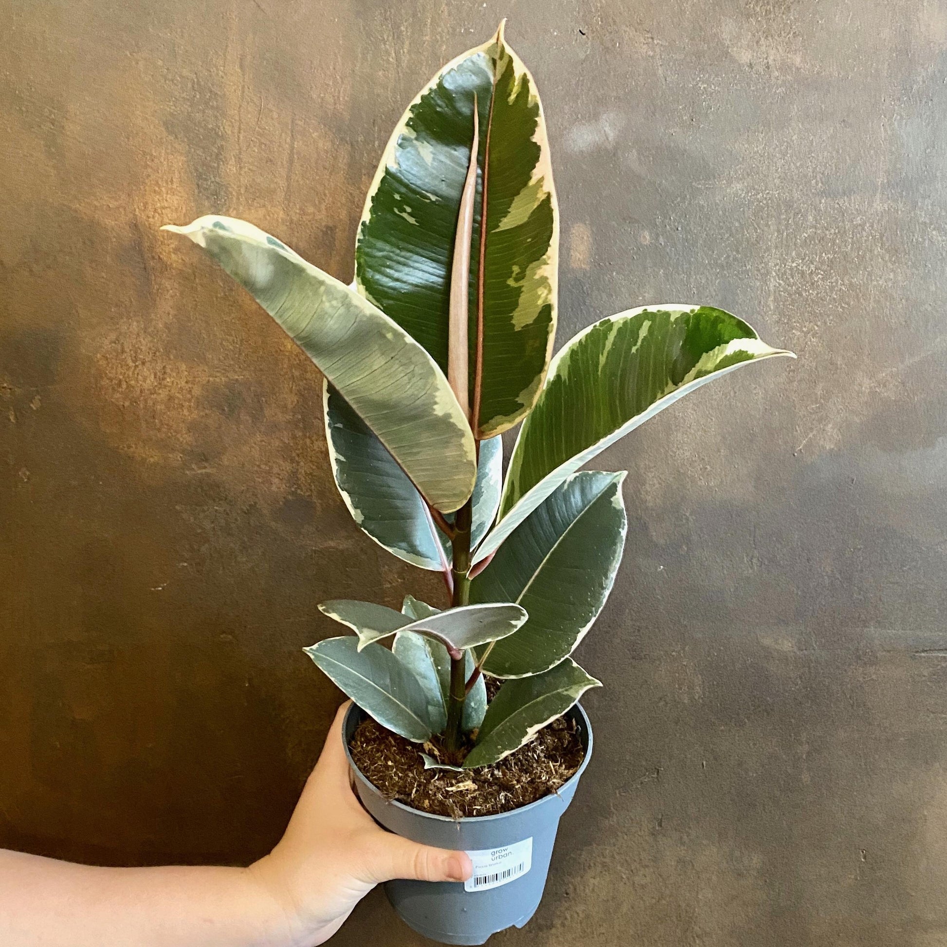 Ficus Elastica Tineke - View 9 from www redcrocus com