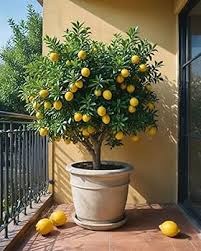 Meyer Lemon–Assorted–Fragrant Indoor Plant  10 Gallon