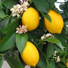 Meyer Lemon–Assorted–Fragrant Indoor Plant  10 Gallon