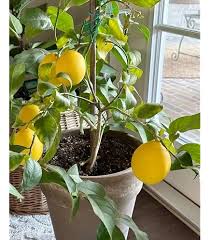 Meyer Lemon–Assorted–Fragrant Indoor Plant  10 Gallon