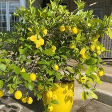 Meyer Lemon–Assorted–Fragrant Indoor Plant  10 Gallon