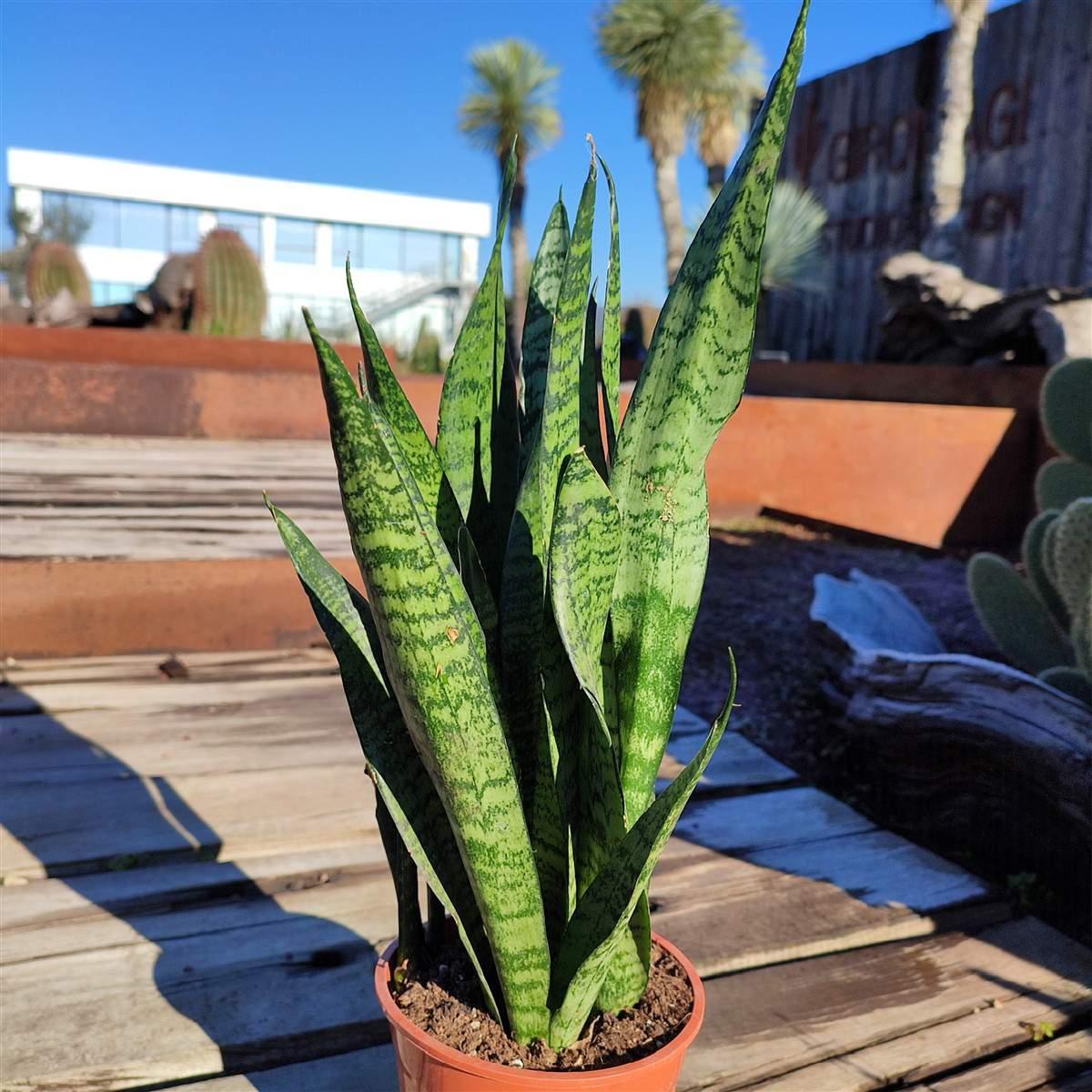 Sansevieria Trifasciata 'zeylanica' - View 11 from www redcrocus com