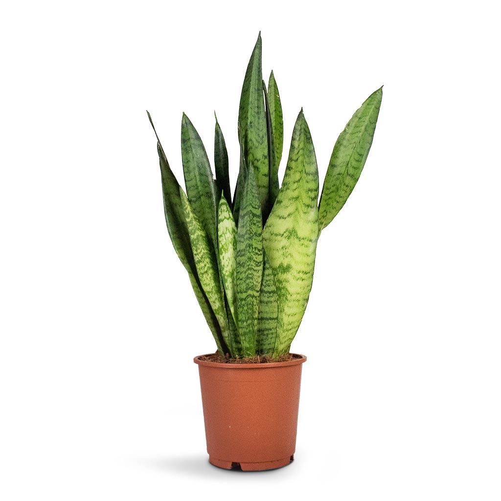 Sansevieria Trifasciata 'zeylanica' - View 12 from www redcrocus com