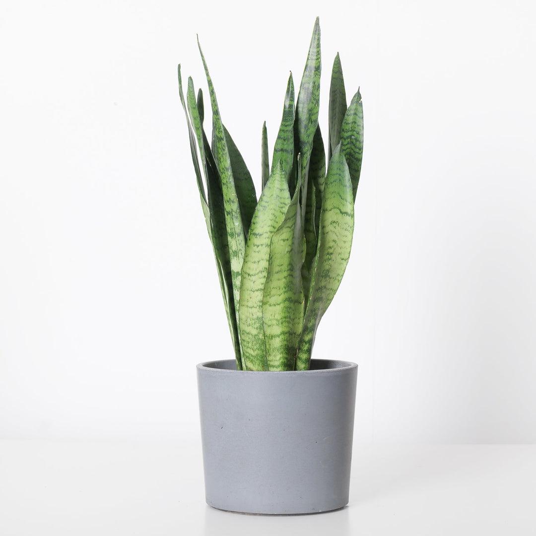 Sansevieria Trifasciata 'zeylanica' - View 13 from www redcrocus com