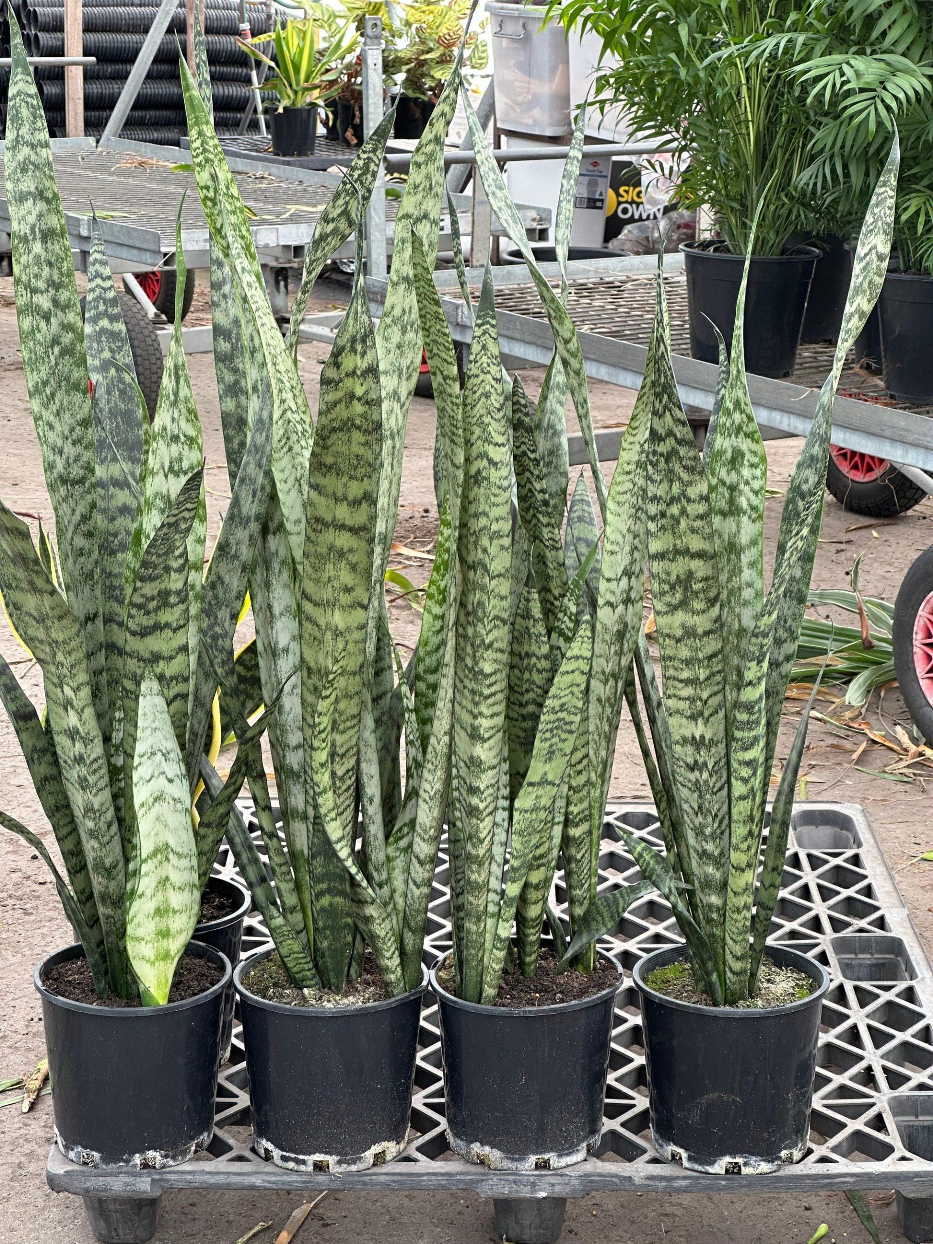 Sansevieria Trifasciata 'zeylanica' - View 14 from www redcrocus com