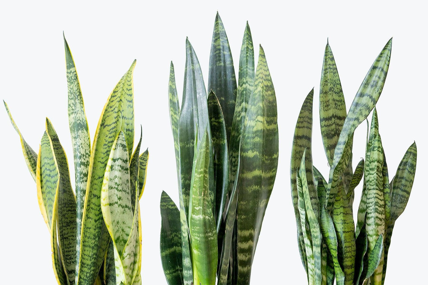 Sansevieria Trifasciata 'zeylanica' - View 15 from www redcrocus com