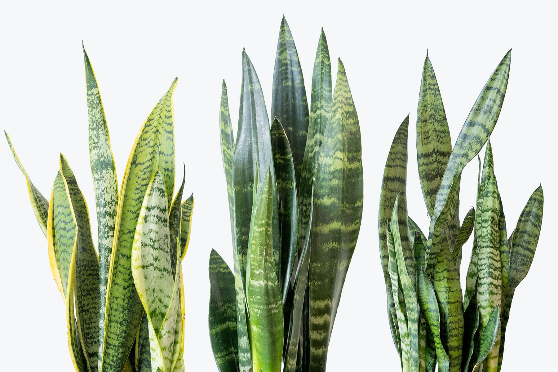 Sansevieria Trifasciata 'zeylanica' - View 15 from www redcrocus com