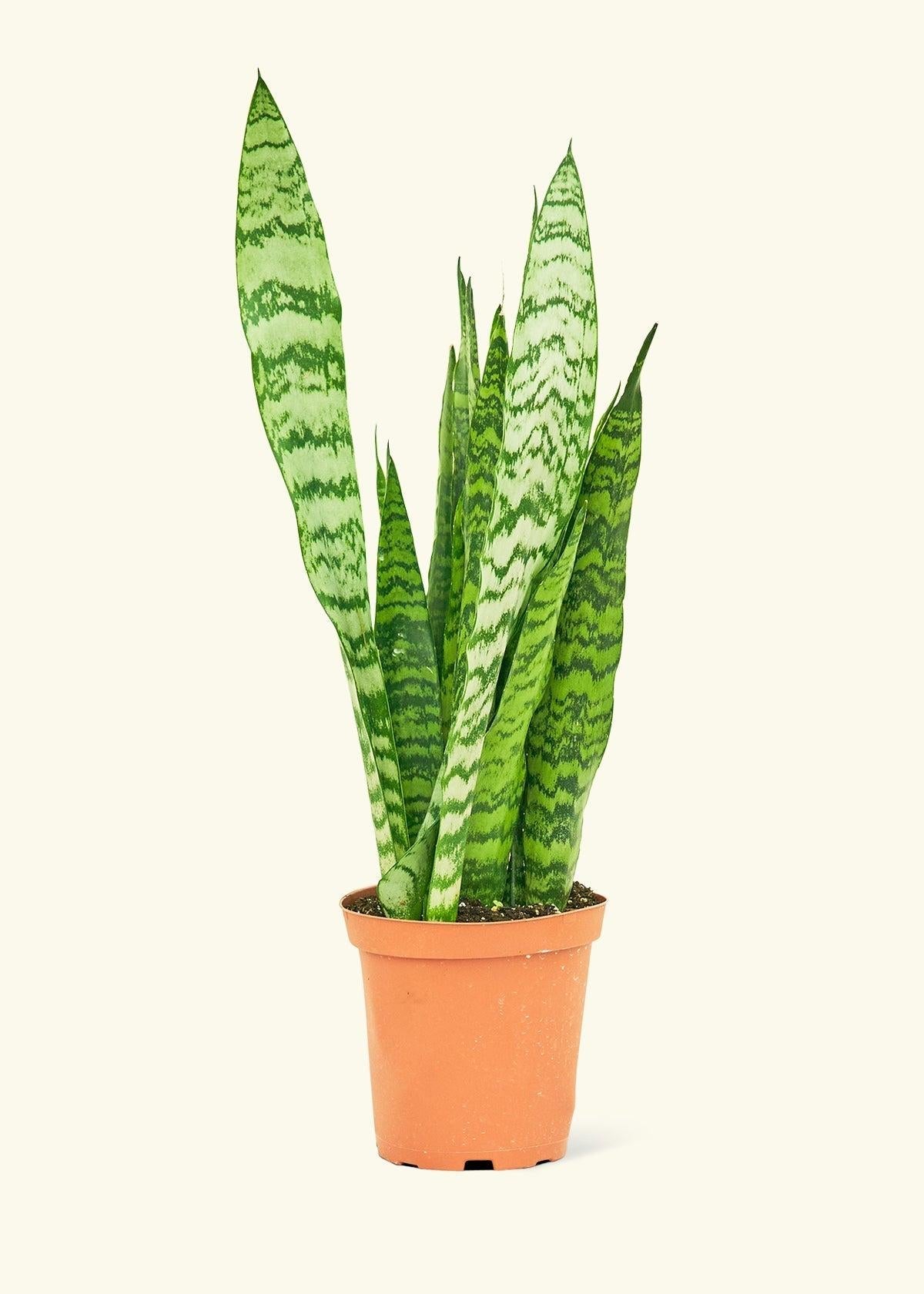 Sansevieria Trifasciata 'zeylanica' - View 17 from www redcrocus com
