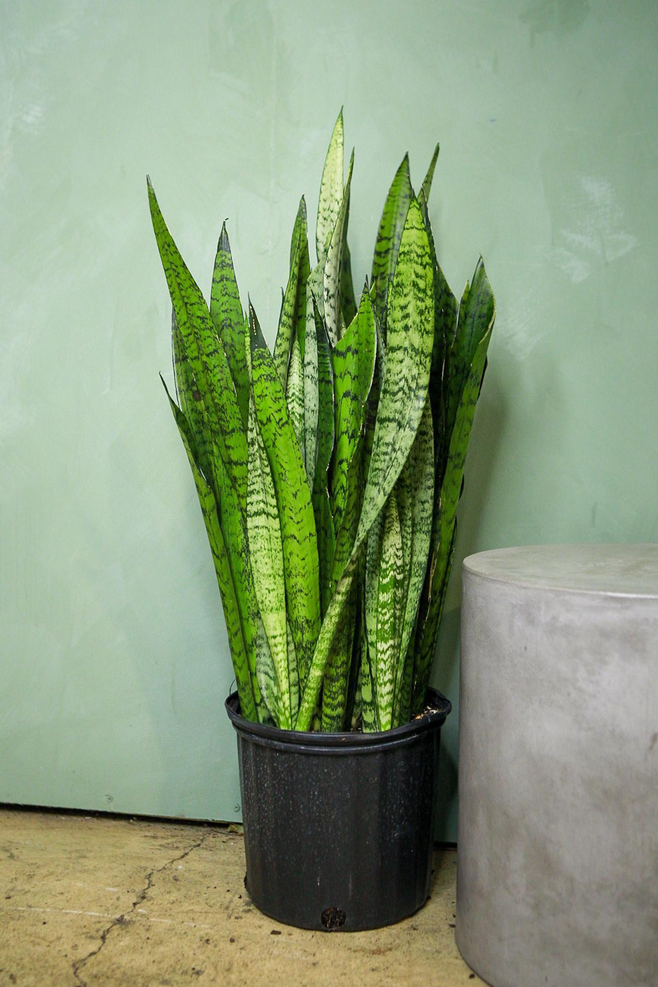 Sansevieria Trifasciata 'zeylanica' - View 18 from www redcrocus com