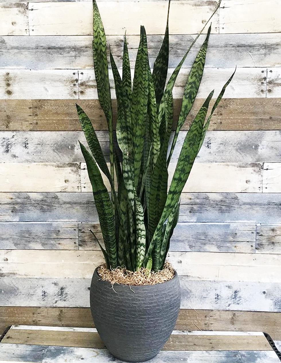 Sansevieria Trifasciata 'zeylanica' - View 1 from www redcrocus com