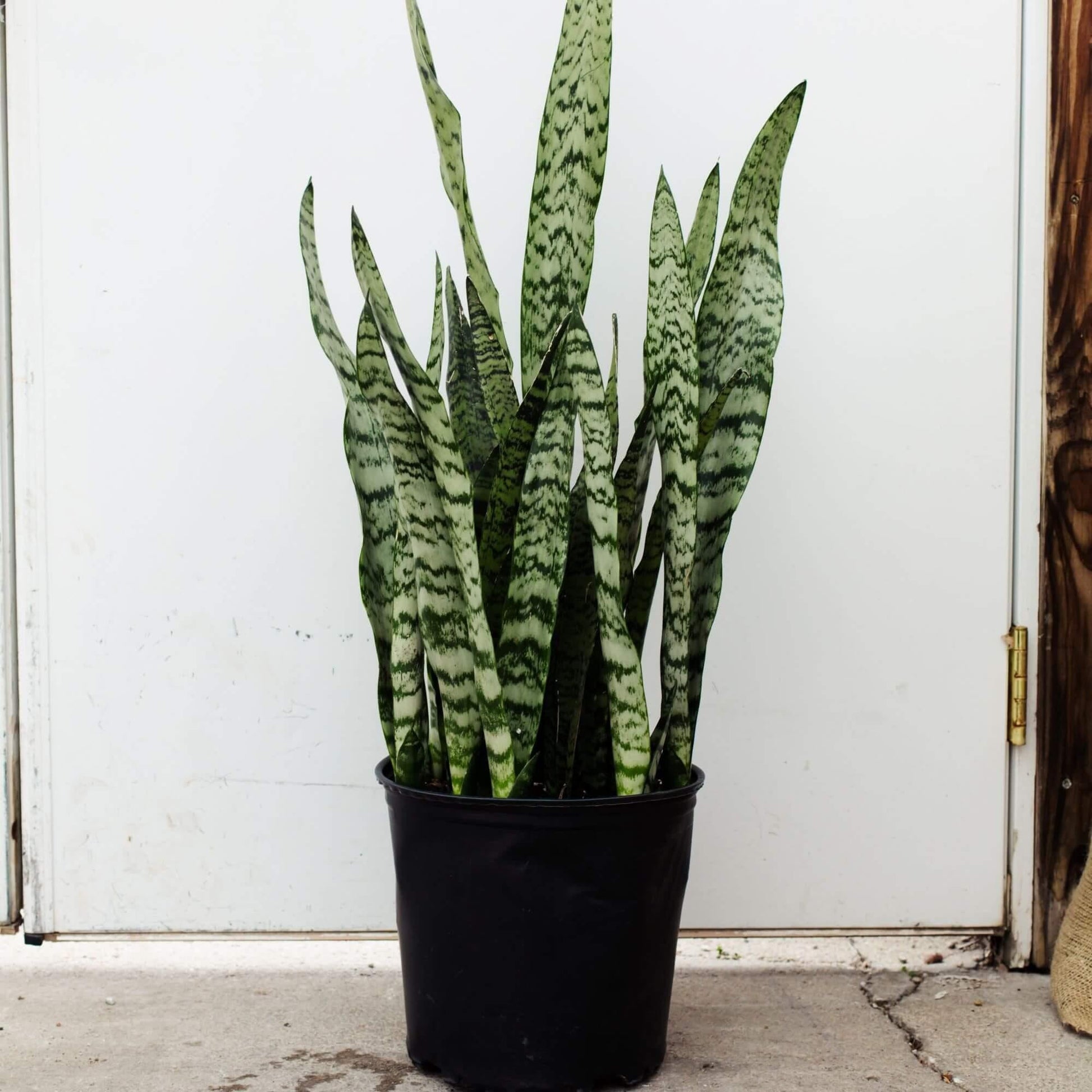 Sansevieria Trifasciata 'zeylanica' - View 22 from www redcrocus com