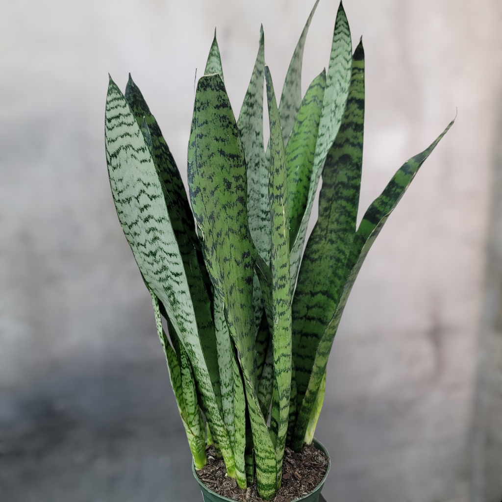 Sansevieria Trifasciata 'zeylanica' - View 23 from www redcrocus com