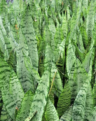 Sansevieria Trifasciata 'zeylanica' - View 24 from www redcrocus com