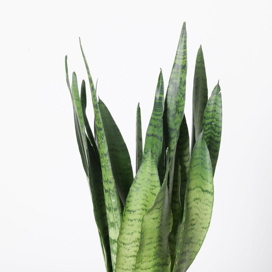 Sansevieria Trifasciata 'zeylanica' - View 27 from www redcrocus com