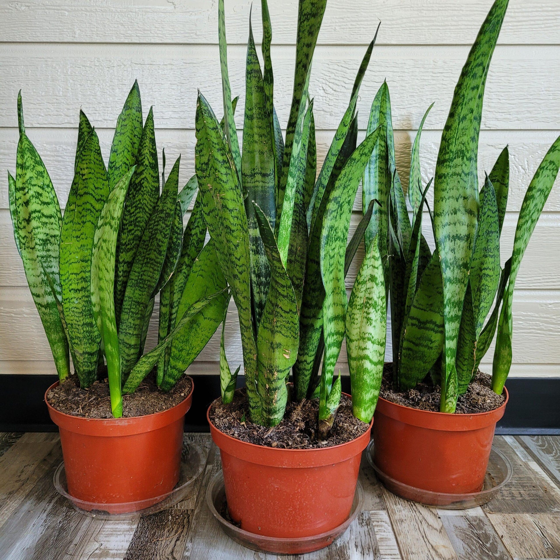 Sansevieria Trifasciata 'zeylanica' - View 29 from www redcrocus com