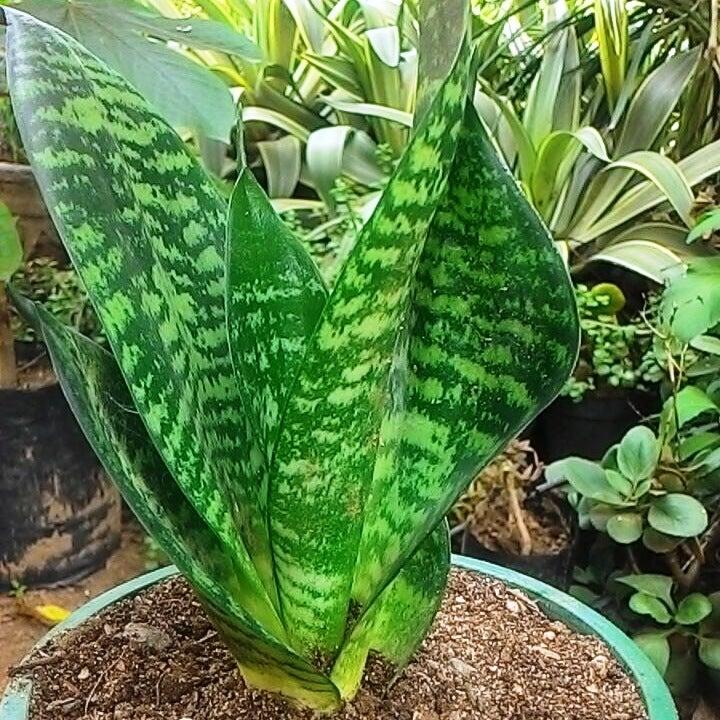 Sansevieria Trifasciata 'zeylanica' - View 2 from www redcrocus com