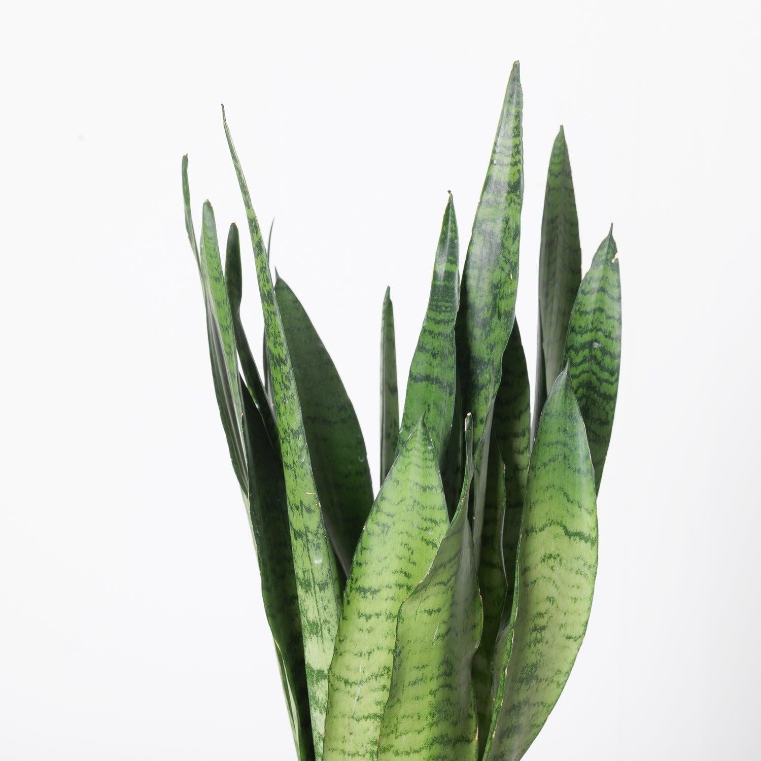 Sansevieria Trifasciata 'zeylanica' - View 30 from www redcrocus com